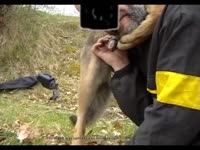 Gay beastiality lover sucking and jacking off dog dick